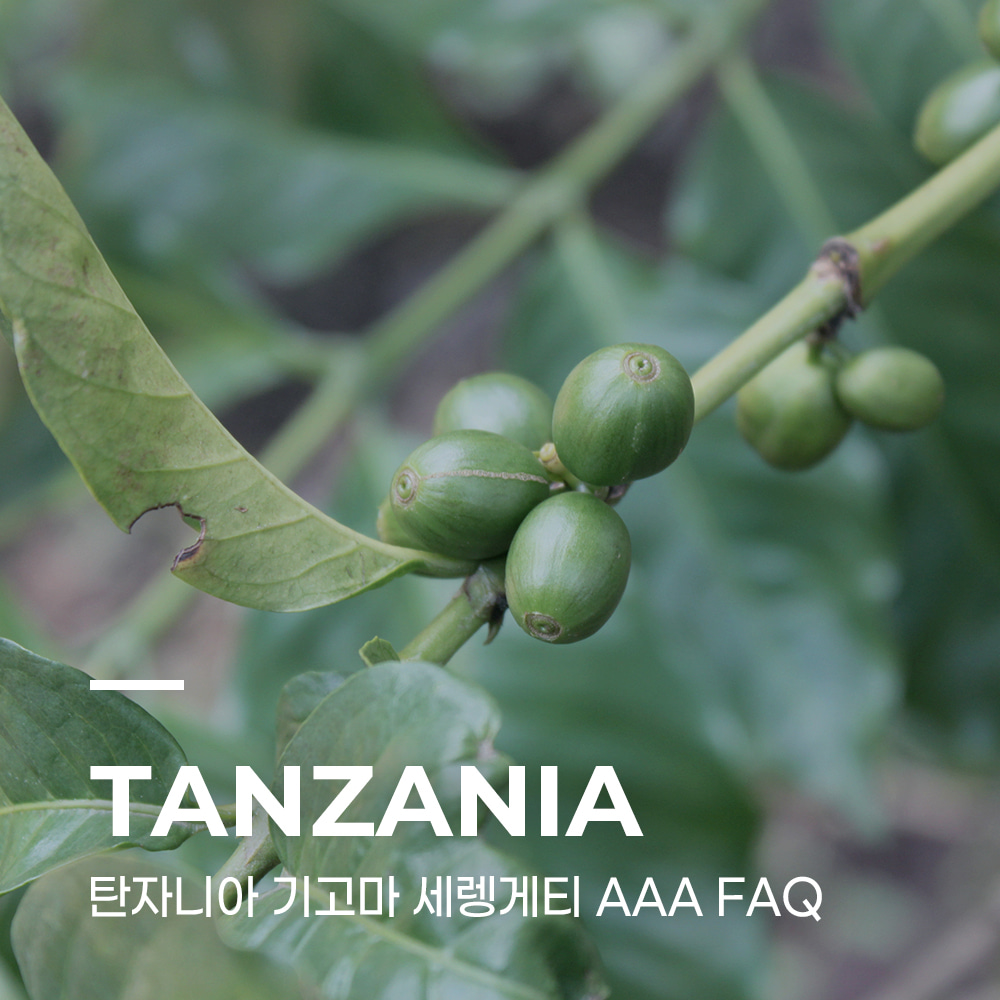 캅카와 커피생두 탄자니아 기고마 세렝게티 AAA FAQ 1kg