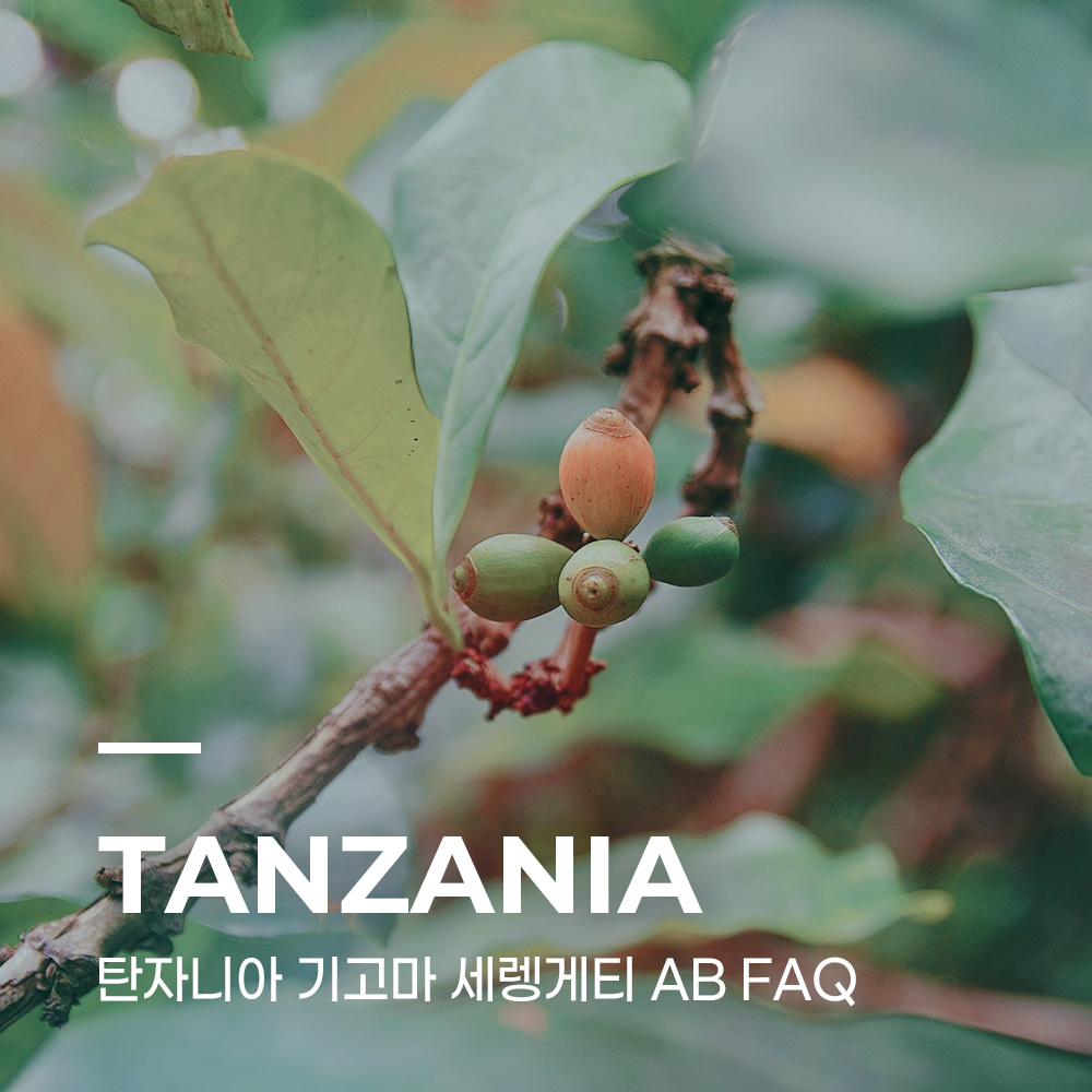 캅카와 커피생두 탄자니아 기고마 세렝게티 AB FAQ 5kg