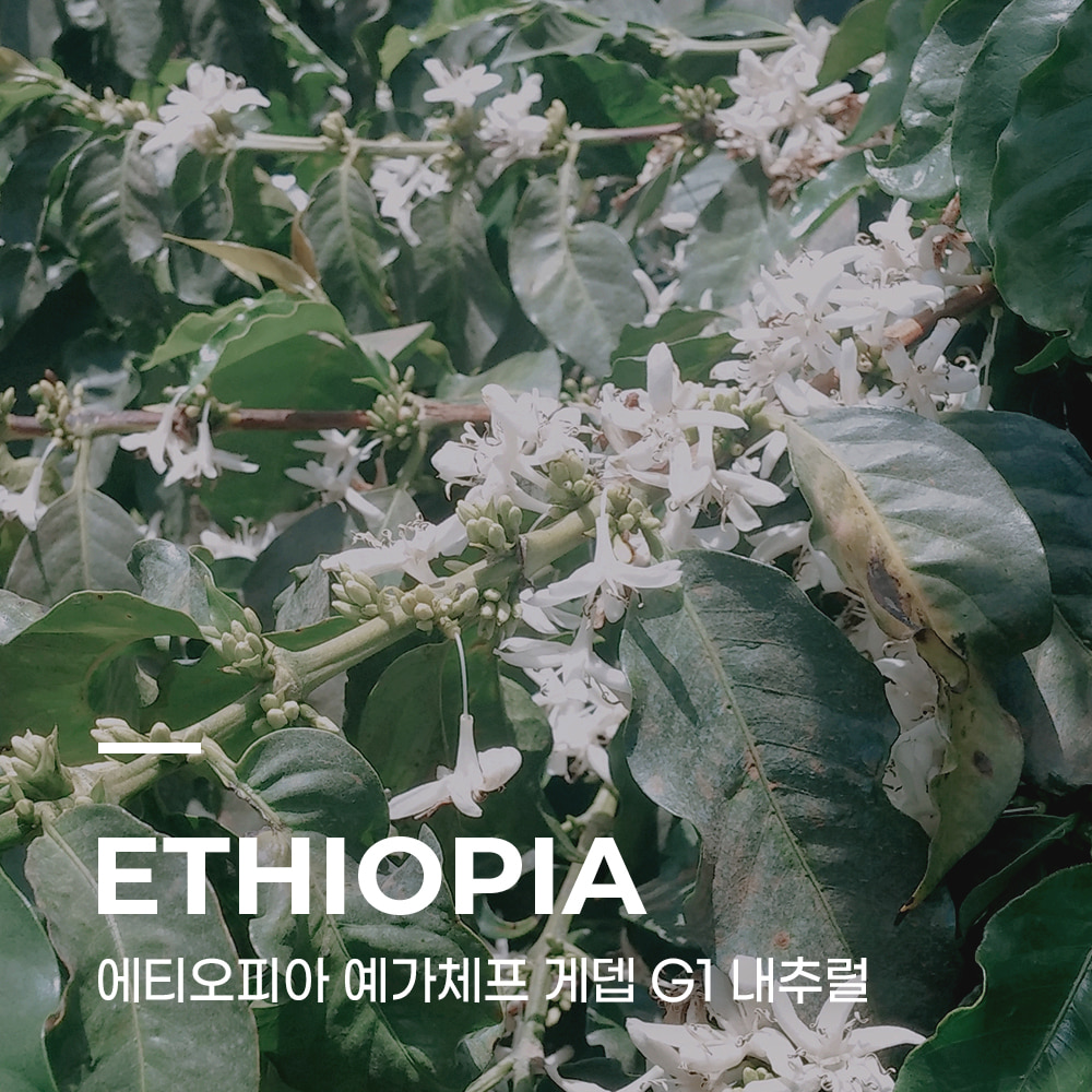 캅카와 커피생두 에티오피아 예가체프 게뎁 G1 내추럴 1kg